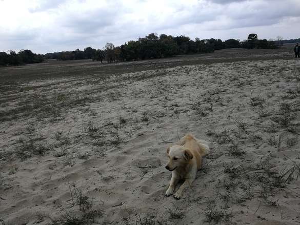 Hund liegt am Strand 