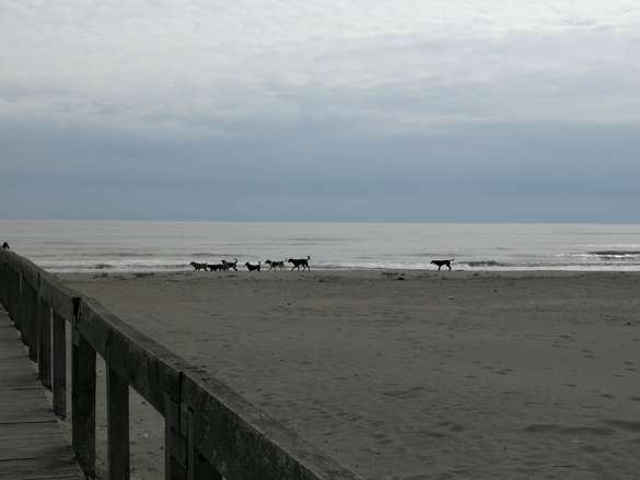 Hund am Strand bei der Donau