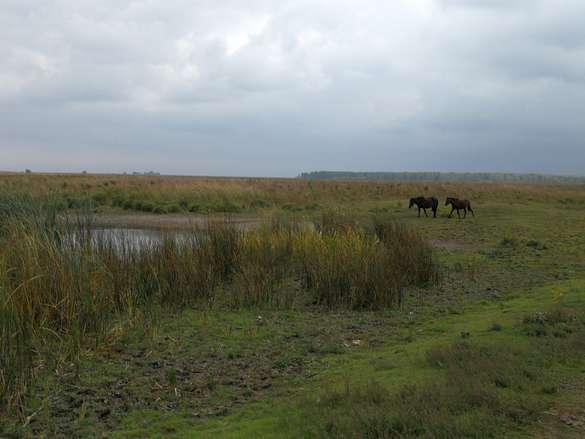 Zwei Pferde in der Landschaft